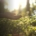 biodiversity health nexus