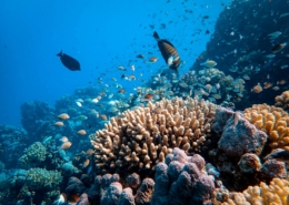 coral reef